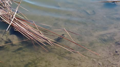 Pan-from-the-pond-shoreline-to-a-decaying-palm-frond-floating-in-the-water,-Papago-Park,-Phoenix,-Arizona
