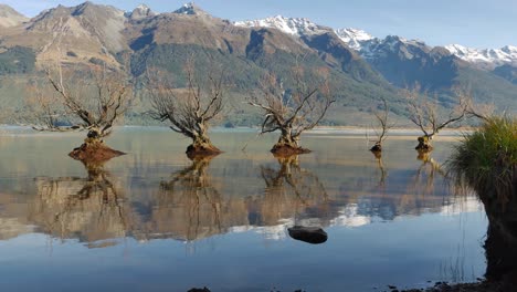 Famously-flooded-Glenorchy-Willow-Trees-sit-in-lake-water-near-shore