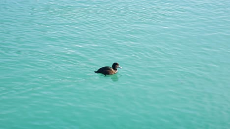 Black-Teal-Scaup,-New-Zealand's-only-diving-duck,-swims-in-jade-water
