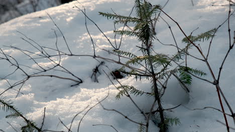 Small-Baby-Pine-Tree-Poking-Through-Winter-Snow