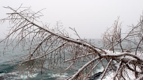 Fallen-Tree-In-Winter-Storm-With-Waves-In-The-Background