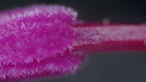 Microscopical-pollen-particles-on-blossom-stigma-pistil