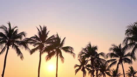 Silhouettes-of-tropical-trees-with-sunset-sunlight-in-backlight,-exotic-scenery-on-warm-summer-day,-full-frame