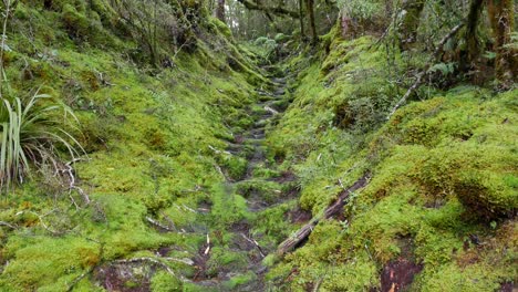 Tilt-up-pathway-worn-in-tree-roots-in-damp,-mossy-rainforest-hillside