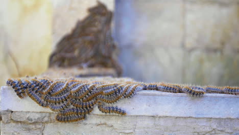 Macro-shot-of-Tent-caterpillars-with-shallow-background