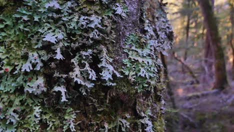 Blattflechten-In-Symbiotischer-Beziehung-Mit-Algen-Auf-Regenwaldbäumen