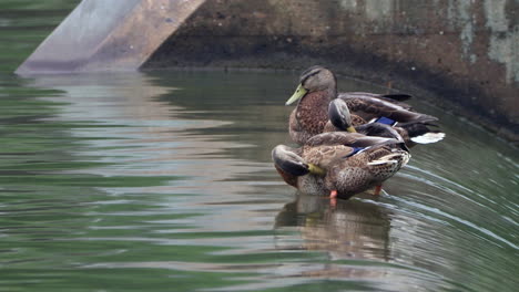Some-female-mallard-ducks-sitting-on-the-edge-of-a-dam-with-water-flowing-all-around-them