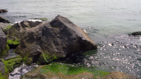 Meereswellen,-Die-über-Die-Mit-Algen-Bedeckten-Felsen-Am-Ufer-Rollen