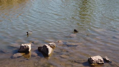 Two-American-coots-dive-bottoms-up-to-gather-food-from-the-bottom-of-a-shallow-pond,-Papago-Park,-Phoenix,-Arizona