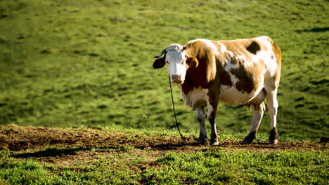 Vaca-Lechera-Parada-En-Un-Prado-Verde-En-Una-Granja-Orgánica-Mirando-A-La-Cámara