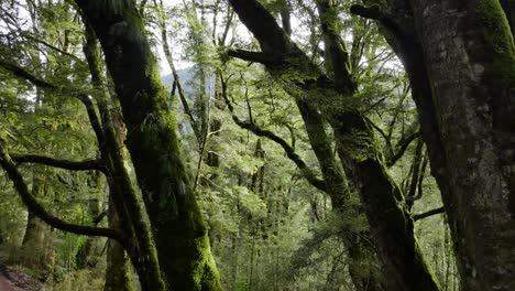 üppige-Und-Friedliche-Grüne-Regenwaldbäume-Mit-Nassem-Moos-Und-Farnen
