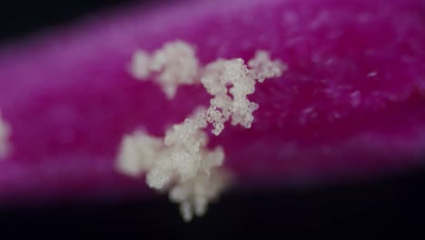 Microscopical-pollen-particles-on-blossom-stigma-pistil