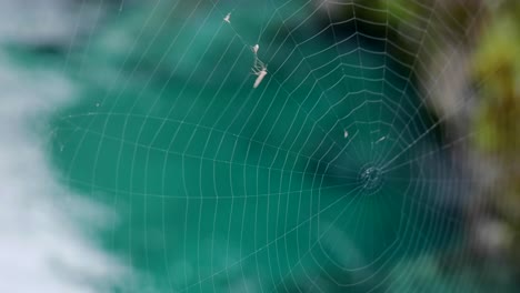 Spider-web-blowing-in-gentle-forest-breeze-has-caught-small-white-fly
