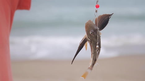 Fish-Hangs-From-Hook-of-Fishing-Rod-And-Moves-Around-on-Beach-Coastline