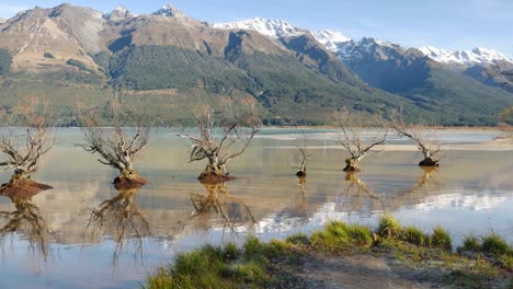 Die-Berühmten-überschwemmten-Glenorchy-weiden-Sitzen-Friedlich-Im-Wakatipu-see