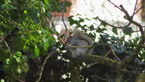 Squirrel-sitting-on-tree-branch-eating-nut-then-jumps-off-tree