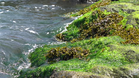 Ocean-waves-rolling-over-the-seaweed-covered-rocks-at-the-shore