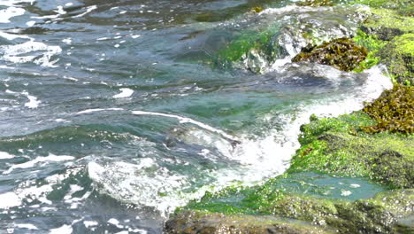 A-slow-motion-video-clip-of-the-ocean-water-flowing-over-the-seaweed-covered-rocks