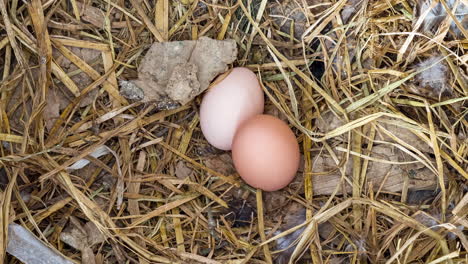 Cinematic-Zoom-in-of-brown-eggs-fresh-layed-by-farm-chicken-in-the-countryside