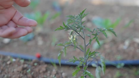 Close-up-of-a-hand-reaching-in-to-gently-touch-the-leaves-of-a-small-tomato-plant