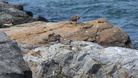 Ruddy-Turnstone-shore-birds-running-around-on-the-rocks-with-the-waves-in-the-background