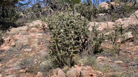 Arid-cholla-cactus-garden-in-Royal-Gorge-Colorado,-USA