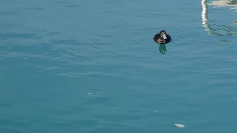 A-Black-Teal-Scaup-dives-underwater-in-cold-aqua-lake-in-New-Zealand
