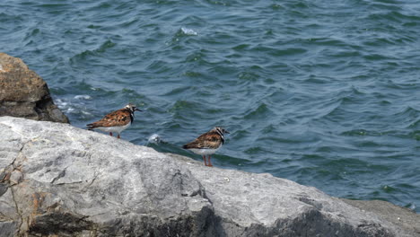 Ruddy-Turnstone-shore-birds-running-around-on-the-rocks-with-the-waves-in-the-background
