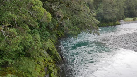 Tilt-down-from-gnarly-old-rainforest-trees-to-river-bend-below-rapids