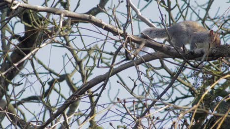 Gray-squirrel-up-high-on-tree-branch-nibbling-it's-arm,-then-walks-off