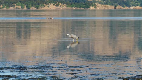 Successful-hunt-as-White-faced-Heron-catches-and-eats-fish-near-shore