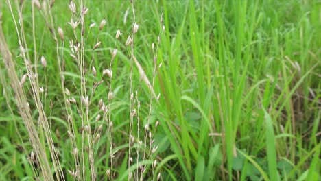 a-close-up-of-dry-grass-among-the-green-grass-that-blows-in-the-wind