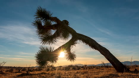 Ein-Goldener-Sonnenuntergang-In-Der-Mojave-wüste-Mit-Einem-Joshua-Tree-Im-Vordergrund---Gleitender-Weitwinkel-bewegungszeitraffer