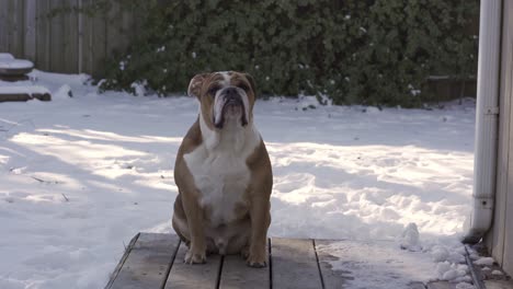 Closeup-Shot-Of-Adorable-Male-English-Bulldog-Sitting-In-Snow-Covered-Backyard-In-Winter
