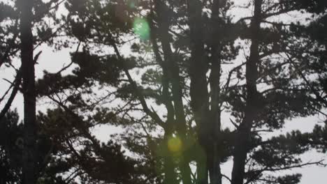 Niedrigwinkelansicht-Des-Baumes,-Der-Vom-Sonnenlicht-Beleuchtet-Wird