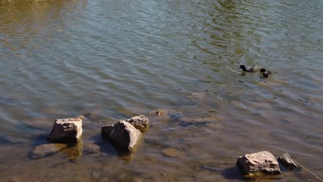 Amerikanische-Blässhühner-Schwimmen-In-Einem-Teich,-Papago-Park,-Phoenix-Arizona