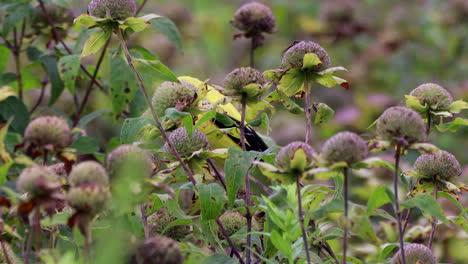 A-goldfinch-eating-flower-seeds-in-a-field-of-wild-flowers