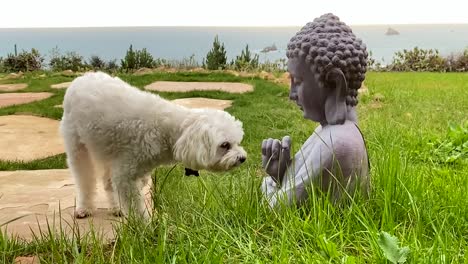 Curious-Maltese-dog-next-to-Buddha-statue-in-outdoor-backyard-with-ocean-in-background