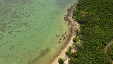 Wild-horses-in-shallow-water-on-north-coast,-New-Caledonia