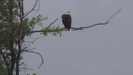 A-bald-eagle-sitting-on-a-dead-branch-in-the-rain