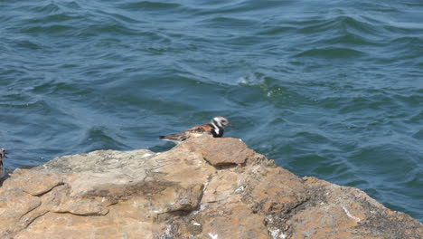 Ruddy-Turnstone-shore-birds-having-an-argument-on-a-rock-with-the-ocean-waves-in-the-background
