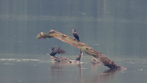 Some-Comorants-sitting-on-a-dead-branch-in-the-middle-of-a-lake