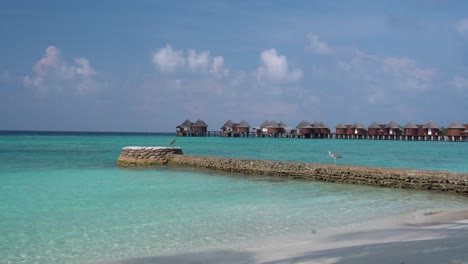 4k-video-of-Maldives-bungalows-view-with-2-birds-playing-around,-white-sandy-beach-and-turquoise-water