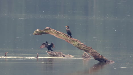 Some-Comorants-sitting-on-a-dead-branch-in-the-middle-of-a-lake