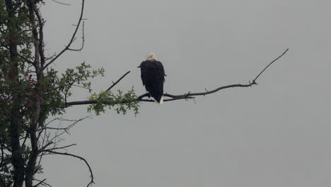 A-bald-eagle-sitting-on-a-dead-branch-in-the-rain