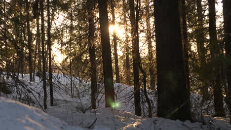 Backlit-dense-forest-covered-in-snow-in-camera-pan-right-view