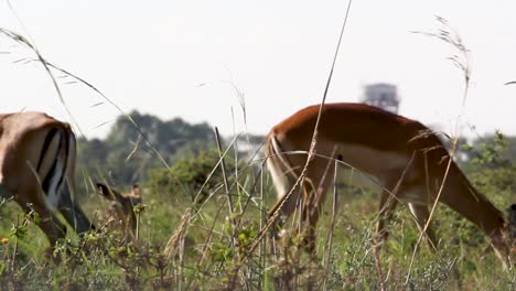 Herden-Von-Gazellen-Und-Impalas,-Die-Gras-In-Der-Savanne-Des-Nairobi-Nationalparks-In-Kenia-Fressen