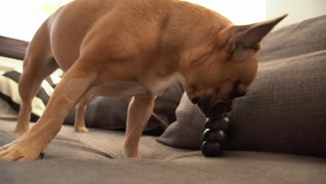 Süße-Gesunde-Französische-Bulldogge,-Die-Zu-Hause-Mit-Schwarzem-Gummispielzeug-Auf-Dem-Bett-Spielt