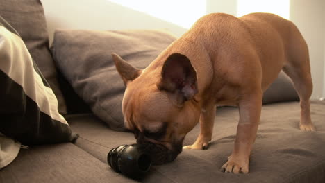 Entzückender-Französischer-Bulldoggenhund,-Der-Mit-Einem-Schwarzen-Gummispielzeug-Auf-Der-Couch-Zu-Hause-In-Zeitlupe-Spielt