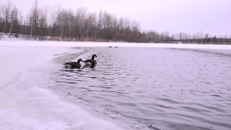 Ganada-Goose-Swiming-on-a-frozen-lake